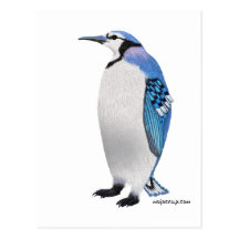 Blue Jay Penguin Postcards