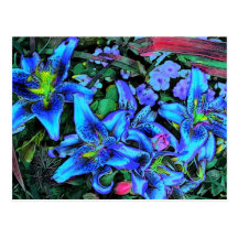 Blue Lilies Postcard