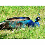 Blue Male Peacock Photo Sculptures