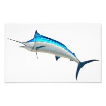 Blue Marlin Game Fish Art Photo