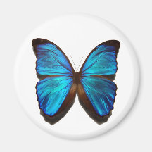 Blue Morpho Butterfly Refrigerator Magnets