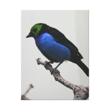Blue Paradise Tanger Wrapped Canvas Canvas Prints