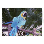blue parrot greeting card