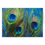 Blue Peacock Feathers Greeting Cards
