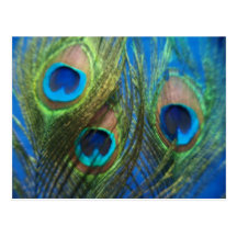 Blue Peacock Feathers Post Card