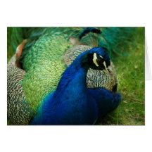 Blue Peacock Greeting Card