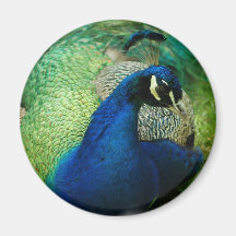 Blue Peacock Magnet