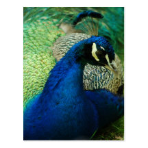 Blue Peacock Postcard