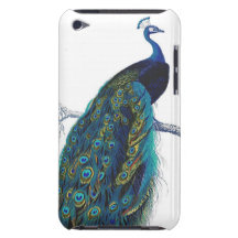 Blue Peacock with beautiful tail feathers Barely There iPod Cases