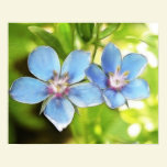 Blue Pimpernel (Anagallis monelli) Flowers posters