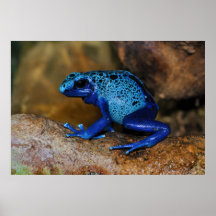 Blue Poison Dart Frog Dendrobates Azureus Posters
