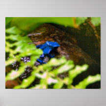 Blue Poison Dart Frog Posters