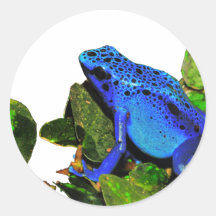Blue Poison Dart Frog Round Sticker