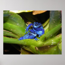 Blue Poison Dart Frogs In Leaf 1 Print