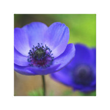 Blue Poppy Flowers Gallery Wrap Canvas