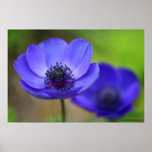 Blue Poppy Flowers Print