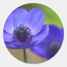 Blue Poppy Flowers Round Stickers