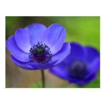 Blue Poppy Flowers Save The Date Postcard