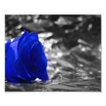 Blue Rose On Left Side Silver Background Photo