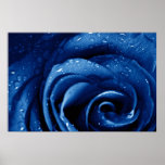 Blue Rose Print