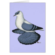 Blue Swallow Pigeon Cards