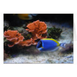Blue Tang and Coral Card