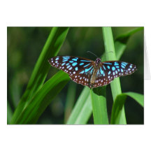 Blue Tiger Butterfly Greeting Cards