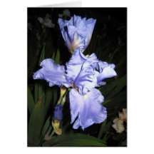 Blue Velvet Iris At Dusk Card