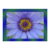 Blue Water Lily Cards Custom Announcement