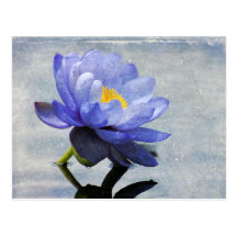 Blue Water Lily postcard