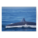 Blue Whale Fluke II Greeting Cards