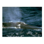 Blue whale post cards