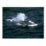 Blue whale post cards