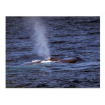Blue whale postcards