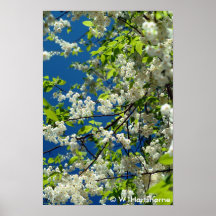 Blue & White Puffs  Print