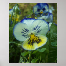Blue & Yellow Pansy Print
