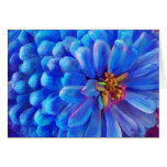 Blue Zinnia, Forever Summer (CARD)