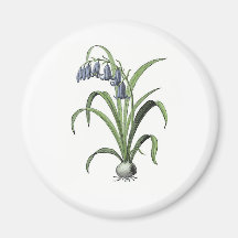 Bluebell Magnets