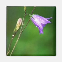 Bluebell Refrigerator Magnets