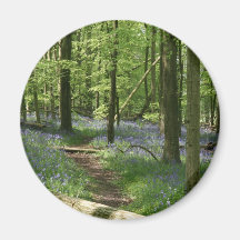 Bluebell woods fridge magnet