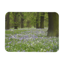 Bluebells and Oak Trees in Spring, Little Hagley Vinyl Magnet