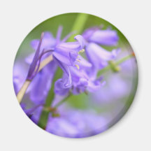 Bluebells beauty refrigerator magnet