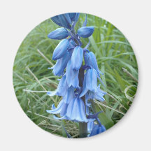 Bluebells Fridge Magnet