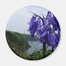 Bluebells Fridge Magnets