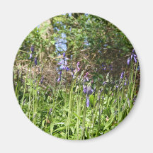 Bluebells in the Wood Magnet