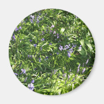 Bluebells Magnet
