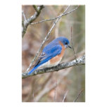 Bluebird Blue Bird in Tree Custom Stationery