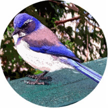 Bluebird Photo Cutouts