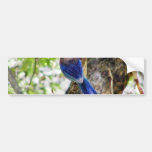 Bluebirds 3 bumper sticker