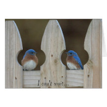 Bluebirds Cards
